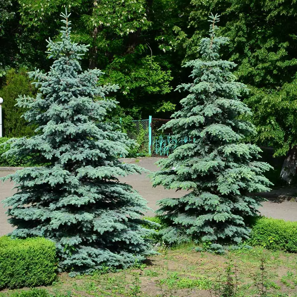 Fast Growing Trees Spruce Trees Blue Wonder Spruce Tree 4 Fast Growing Trees Spruce Trees Blue Wonder Spruce Tree