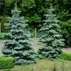 Fast Growing Trees Spruce Trees Blue Wonder Spruce Tree 1 Fast Growing Trees Spruce Trees Blue Wonder Spruce Tree
