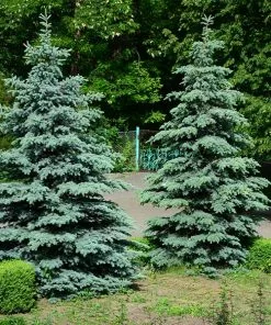 Fast Growing Trees Spruce Trees Blue Wonder Spruce Tree