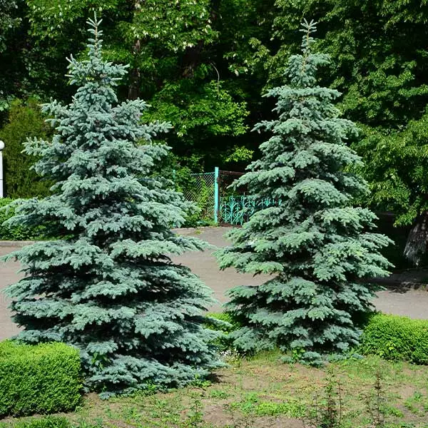 Fast Growing Trees Spruce Trees Blue Wonder Spruce Tree 3 Fast Growing Trees Spruce Trees Blue Wonder Spruce Tree