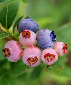 Fast Growing Trees 3-in-1 Blueberry Bush