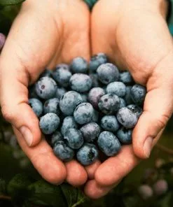 Fast Growing Trees 3-in-1 Blueberry Bush (Northern Highbush) Blueberry Bushes