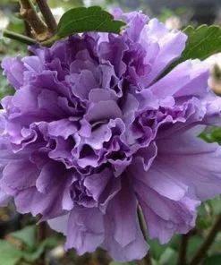 Fast Growing Trees Blueberry Smoothie™ Rose Of Sharon Althea Tree