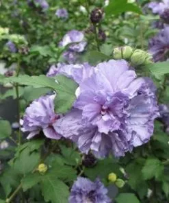 Fast Growing Trees Blueberry Smoothie™ Rose Of Sharon Althea Tree