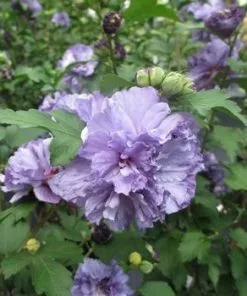 Fast Growing Trees Blueberry Smoothie™ Rose Of Sharon Althea Tree