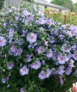Fast Growing Trees See All Flowering Trees Bluebird Rose Of Sharon Hibiscus Shrub 6 Fast Growing Trees See All Flowering Trees Bluebird Rose Of Sharon Hibiscus Shrub