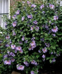 Fast Growing Trees See All Flowering Trees Bluebird Rose Of Sharon Hibiscus Shrub 7 Fast Growing Trees See All Flowering Trees Bluebird Rose Of Sharon Hibiscus Shrub
