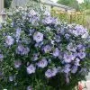Fast Growing Trees See All Flowering Trees Bluebird Rose Of Sharon Hibiscus Shrub