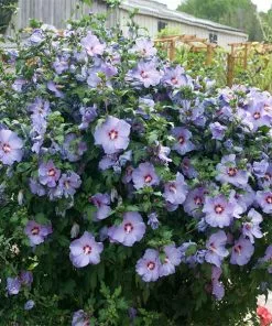 Fast Growing Trees See All Flowering Trees Bluebird Rose Of Sharon Hibiscus Shrub