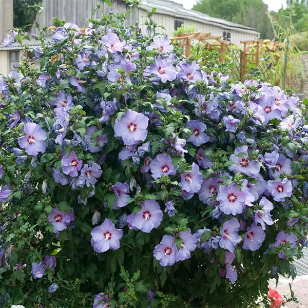 Fast Growing Trees See All Flowering Trees Bluebird Rose Of Sharon Hibiscus Shrub 3 Fast Growing Trees See All Flowering Trees Bluebird Rose Of Sharon Hibiscus Shrub