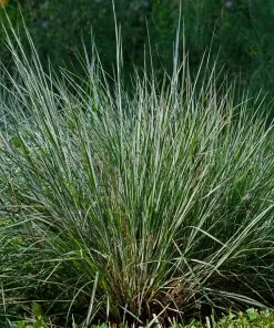 Fast Growing Trees Blues Little Bluestem Grass Ornamental Grasses 9 Fast Growing Trees Blues Little Bluestem Grass Ornamental Grasses