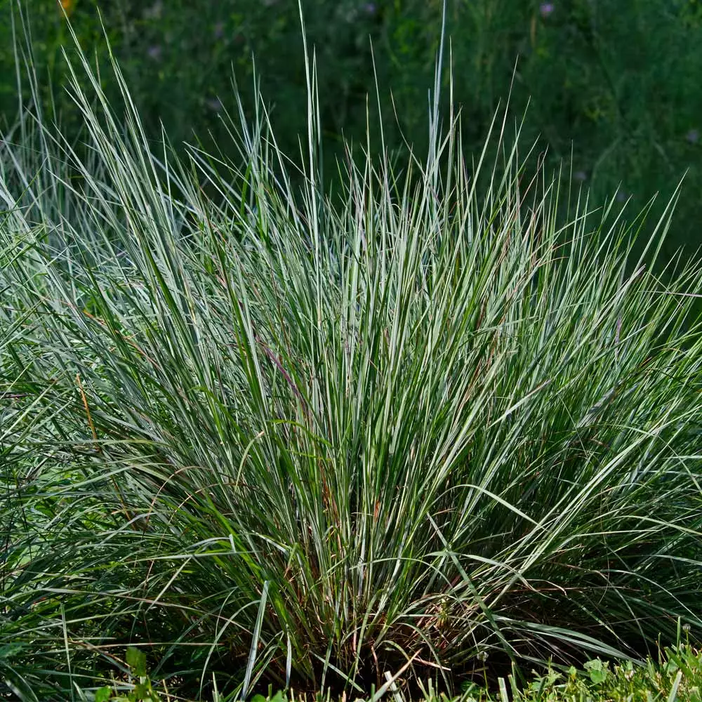 Fast Growing Trees Blues Little Bluestem Grass Ornamental Grasses 6 Fast Growing Trees Blues Little Bluestem Grass Ornamental Grasses