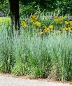Fast Growing Trees Blues Little Bluestem Grass Ornamental Grasses 8 Fast Growing Trees Blues Little Bluestem Grass Ornamental Grasses