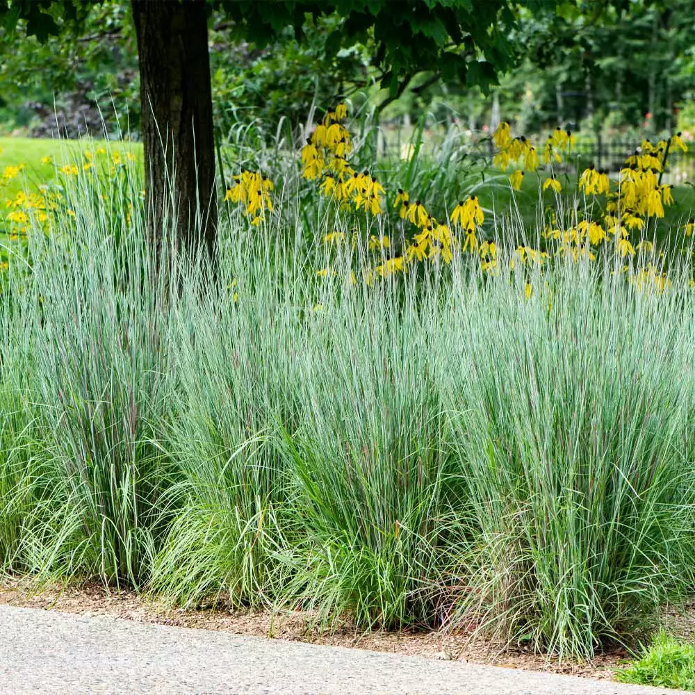 Fast Growing Trees Blues Little Bluestem Grass Ornamental Grasses 5 Fast Growing Trees Blues Little Bluestem Grass Ornamental Grasses