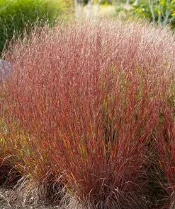 Fast Growing Trees Blues Little Bluestem Grass Ornamental Grasses