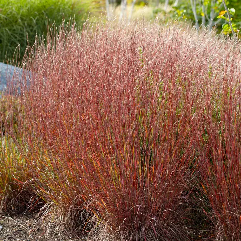 Fast Growing Trees Blues Little Bluestem Grass Ornamental Grasses 4 Fast Growing Trees Blues Little Bluestem Grass Ornamental Grasses
