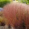 Fast Growing Trees Blues Little Bluestem Grass Ornamental Grasses 1 Fast Growing Trees Blues Little Bluestem Grass Ornamental Grasses