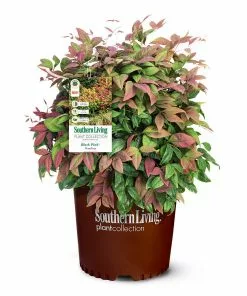 Fast Growing Trees Blush Pink™ Nandina Shrub