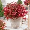Fast Growing Trees Blush Pink™ Nandina Shrub 2 Fast Growing Trees Blush Pink™ Nandina Shrub