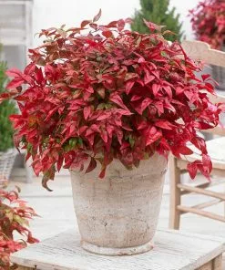 Fast Growing Trees Blush Pink⢠Nandina Shrub