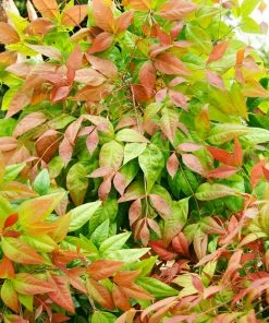 Fast Growing Trees Blush Pink™ Nandina Shrub