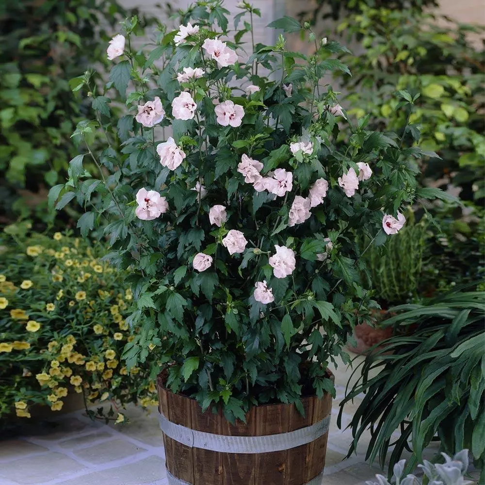 Fast Growing Trees See All Flowering Trees Blushing Bride Rose Of Sharon Althea Shrub 6 Fast Growing Trees See All Flowering Trees Blushing Bride Rose Of Sharon Althea Shrub