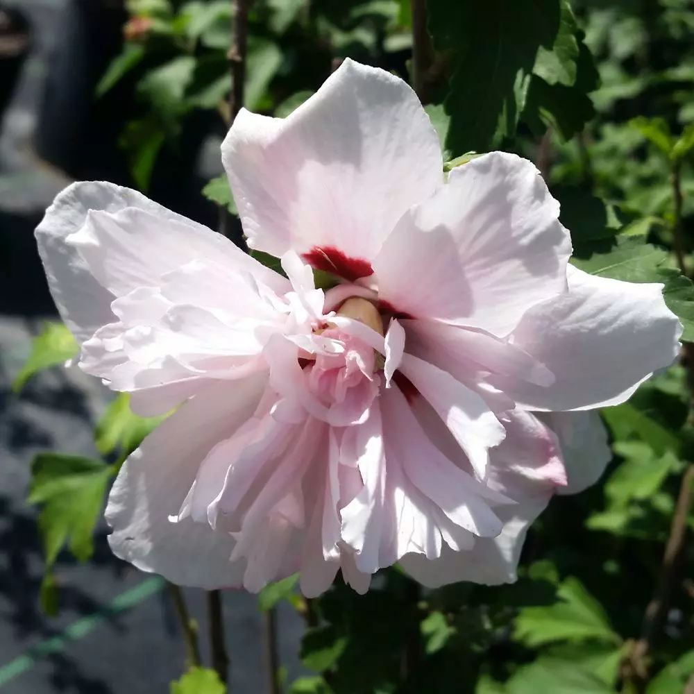 Fast Growing Trees See All Flowering Trees Blushing Bride Rose Of Sharon Althea Shrub 5 Fast Growing Trees See All Flowering Trees Blushing Bride Rose Of Sharon Althea Shrub