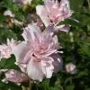 Fast Growing Trees See All Flowering Trees Blushing Bride Rose Of Sharon Althea Shrub 2 Fast Growing Trees See All Flowering Trees Blushing Bride Rose Of Sharon Althea Shrub