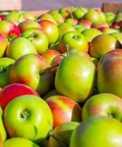 Fast Growing Trees Blushing Delight™ Columnar Apple Tree