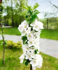 Fast Growing Trees Blushing Delight™ Columnar Apple Tree