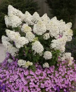 Fast Growing Trees Hydrangea Shrubs Bobo® Hydrangea Shrub