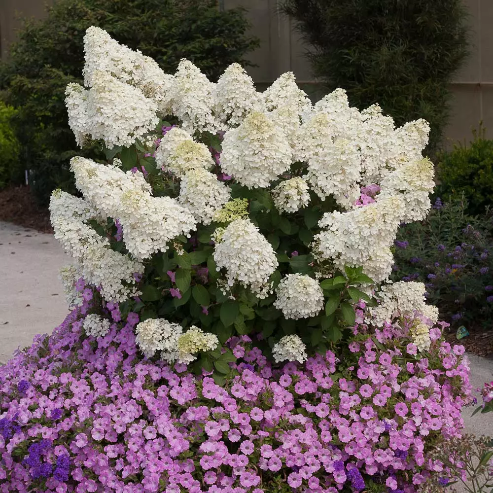 Fast Growing Trees Hydrangea Shrubs Bobo® Hydrangea Shrub 4 Fast Growing Trees Hydrangea Shrubs Bobo® Hydrangea Shrub