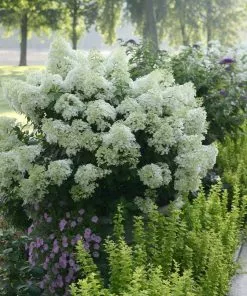 Fast Growing Trees Hydrangea Shrubs Bobo® Hydrangea Shrub 10 Fast Growing Trees Hydrangea Shrubs Bobo® Hydrangea Shrub