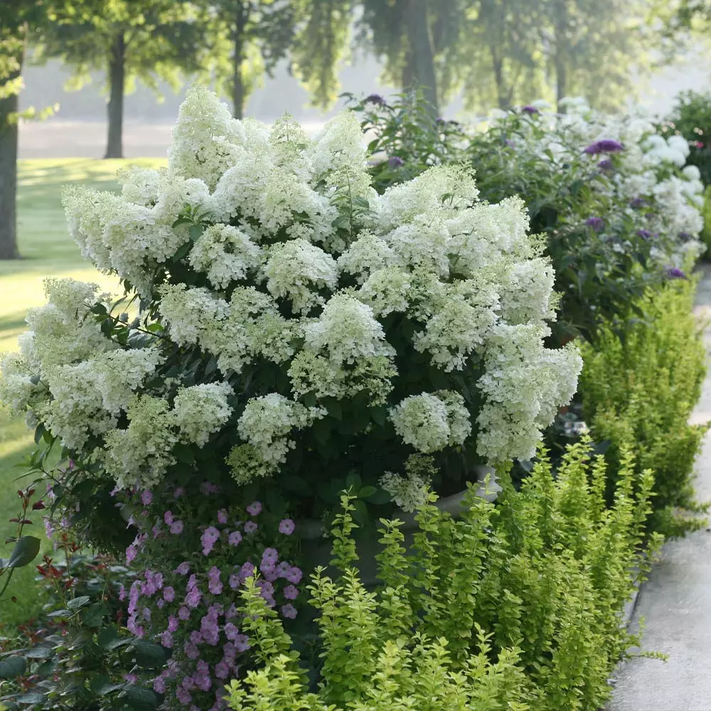 Fast Growing Trees Hydrangea Shrubs Bobo® Hydrangea Shrub 5 Fast Growing Trees Hydrangea Shrubs Bobo® Hydrangea Shrub
