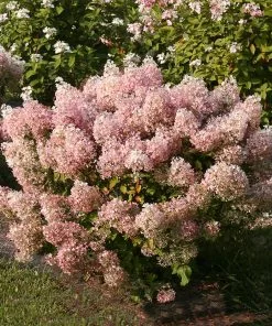 Fast Growing Trees Hydrangea Shrubs Bobo® Hydrangea Shrub 11 Fast Growing Trees Hydrangea Shrubs Bobo® Hydrangea Shrub