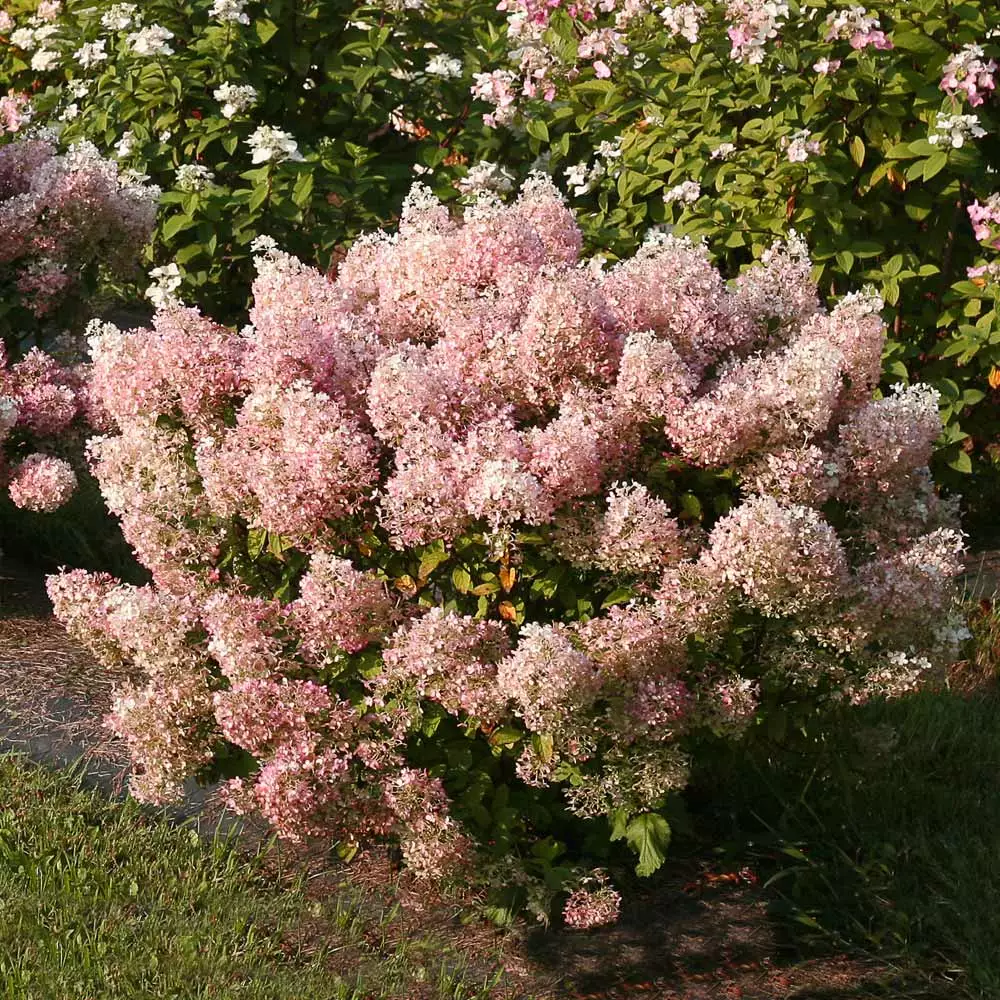 Fast Growing Trees Hydrangea Shrubs Bobo® Hydrangea Shrub 6 Fast Growing Trees Hydrangea Shrubs Bobo® Hydrangea Shrub