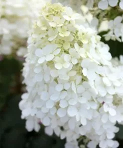 Fast Growing Trees Hydrangea Shrubs Bobo® Hydrangea Shrub 12 Fast Growing Trees Hydrangea Shrubs Bobo® Hydrangea Shrub