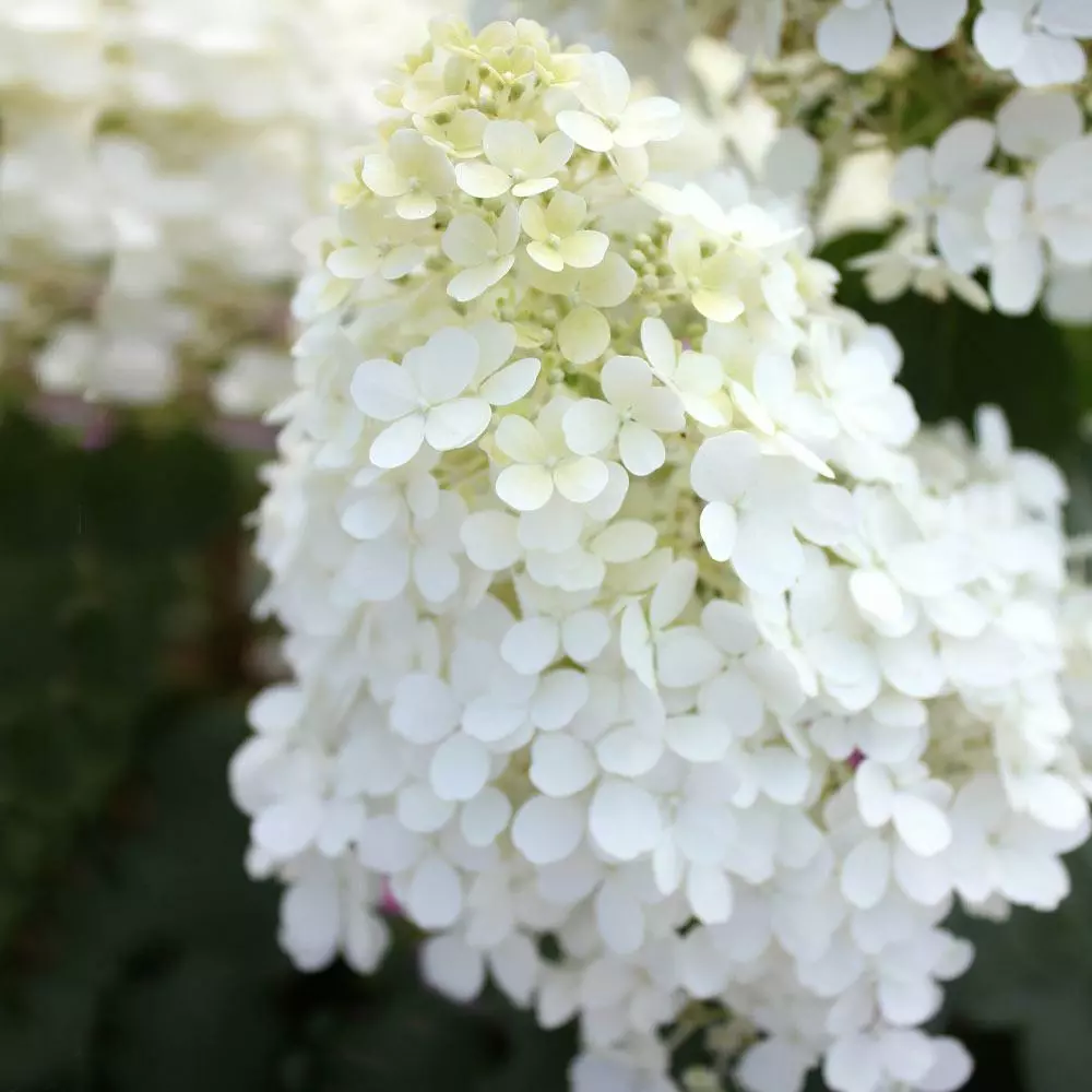 Fast Growing Trees Hydrangea Shrubs Bobo® Hydrangea Shrub 7 Fast Growing Trees Hydrangea Shrubs Bobo® Hydrangea Shrub