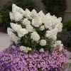 Fast Growing Trees Hydrangea Shrubs Bobo® Hydrangea Shrub 2 Fast Growing Trees Hydrangea Shrubs Bobo® Hydrangea Shrub