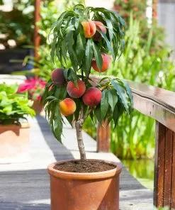 Fast Growing Trees Bonanza Patio Peach Tree