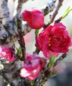 Fast Growing Trees Bonanza Patio Peach Tree