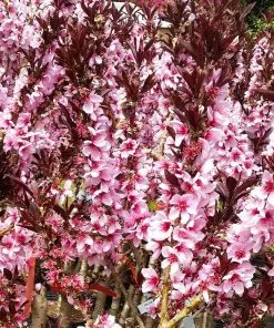 Fast Growing Trees Bonfire Patio Peach Tree 12 Fast Growing Trees Bonfire Patio Peach Tree