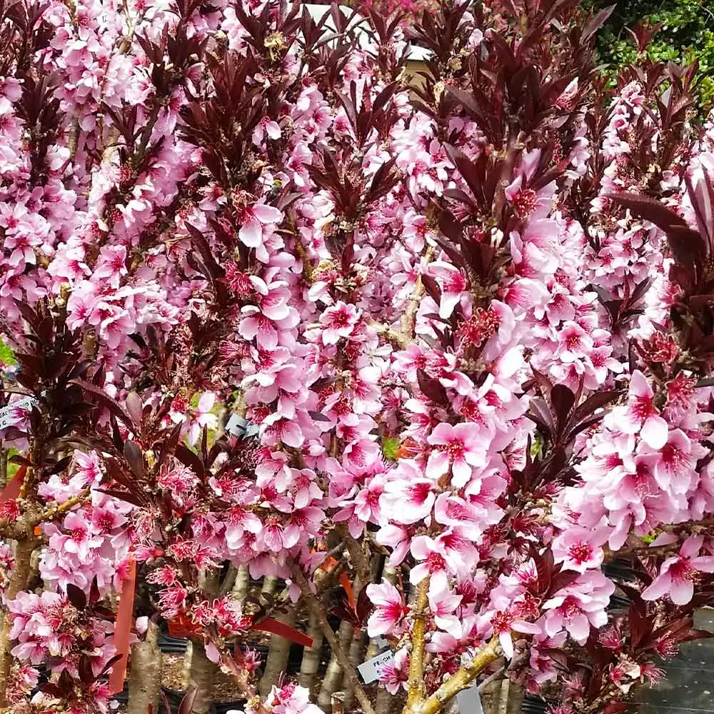 Fast Growing Trees Bonfire Patio Peach Tree 6 Fast Growing Trees Bonfire Patio Peach Tree