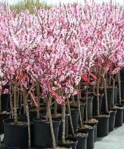 Fast Growing Trees Bonfire Patio Peach Tree 15 Fast Growing Trees Bonfire Patio Peach Tree