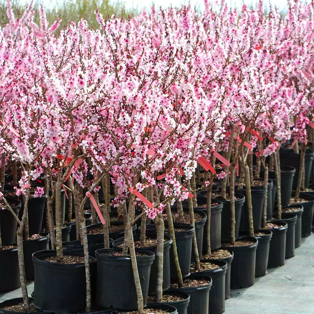 Fast Growing Trees Bonfire Patio Peach Tree 9 Fast Growing Trees Bonfire Patio Peach Tree