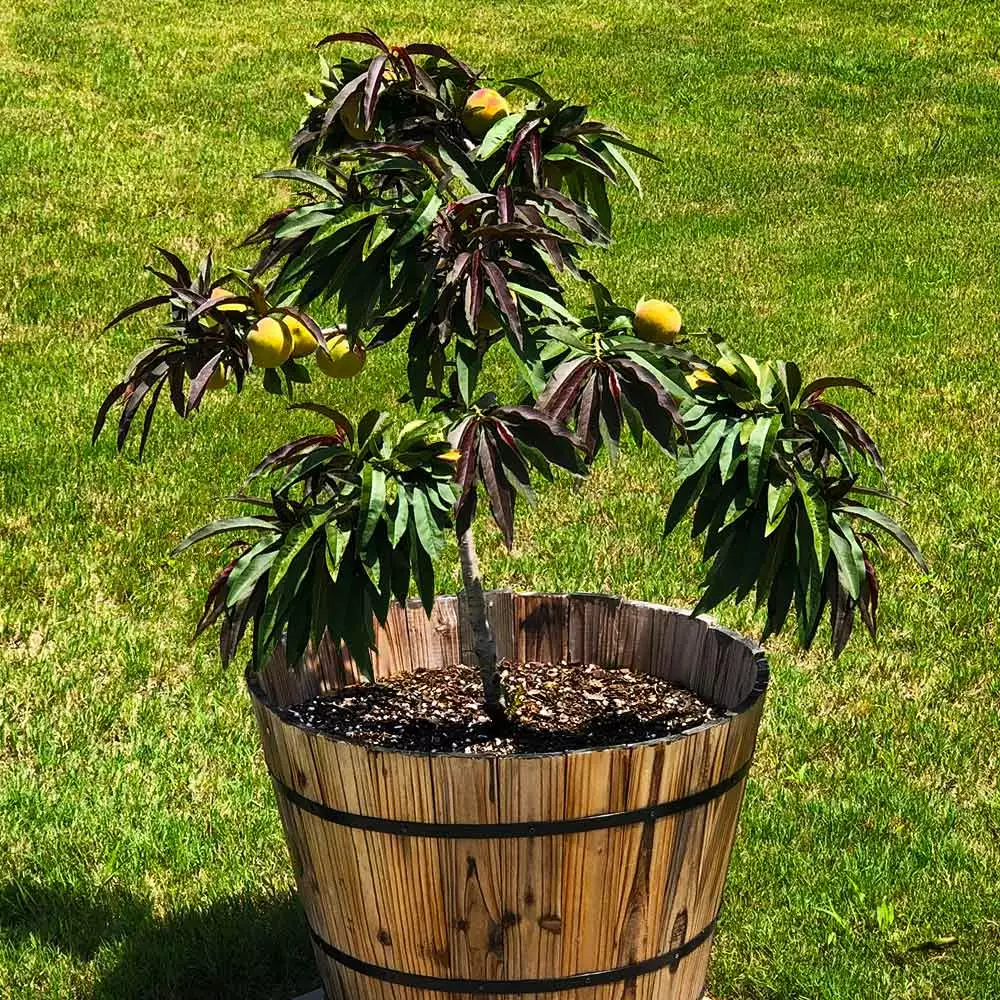 Fast Growing Trees Bonfire Patio Peach Tree 4 Fast Growing Trees Bonfire Patio Peach Tree