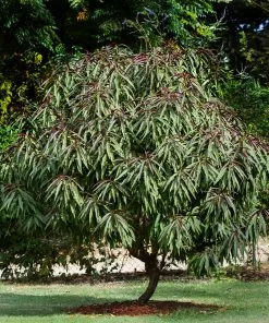 Fast Growing Trees Bonfire Patio Peach Tree 14 Fast Growing Trees Bonfire Patio Peach Tree