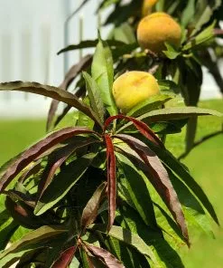 Fast Growing Trees Bonfire Patio Peach Tree 13 Fast Growing Trees Bonfire Patio Peach Tree