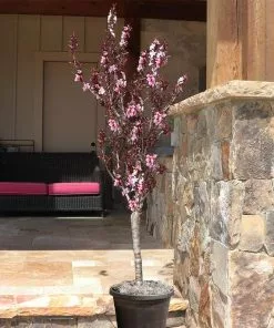 Fast Growing Trees Bonfire Patio Peach Tree 11 Fast Growing Trees Bonfire Patio Peach Tree