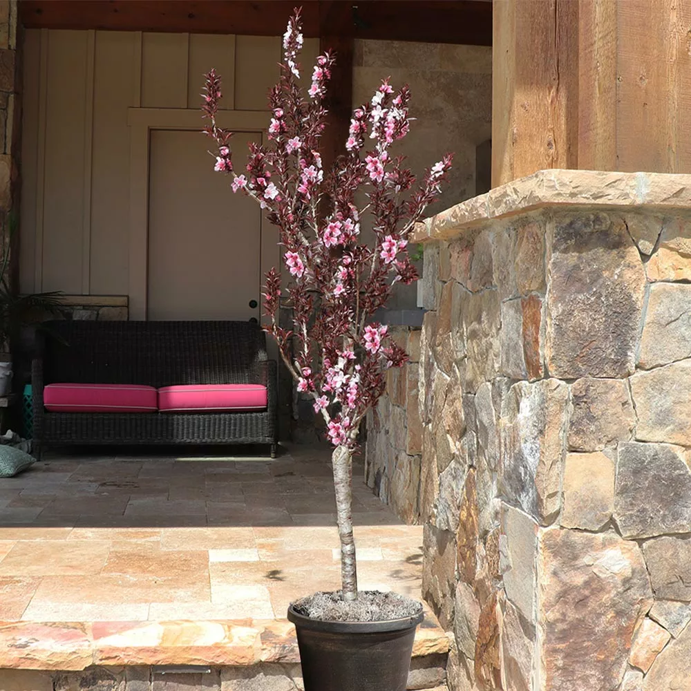 Fast Growing Trees Bonfire Patio Peach Tree 5 Fast Growing Trees Bonfire Patio Peach Tree